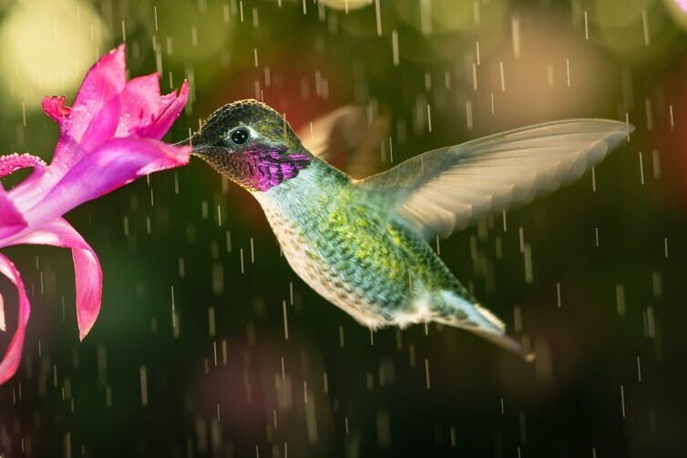 Bird